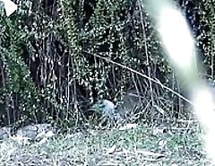 Hidden camera outdoor pissing footage