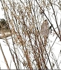 Spying on teen peeing on snow