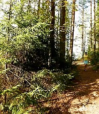 Cute brunette squats down to take a leak in forest