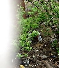 The bushes as the best place to piss for this miss