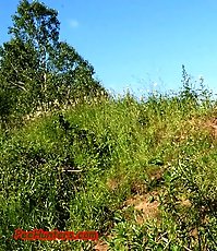 Spying on sunbathing and peeing sexy teen