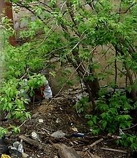 The bushes as the best place to piss for this miss