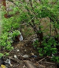 The bushes as the best place to piss for this miss