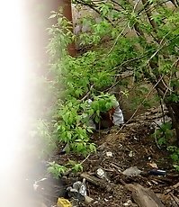 The bushes as the best place to piss for this miss
