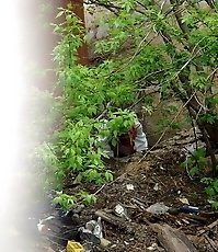 The bushes as the best place to piss for this miss