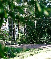Naughty blonde pisses into a sandpit in forest